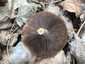 Korai porhanyósgomba (Psathyrella spadiceogrisea), Vértes